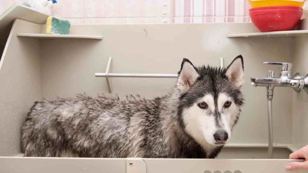Siberian Husky in a bath tub