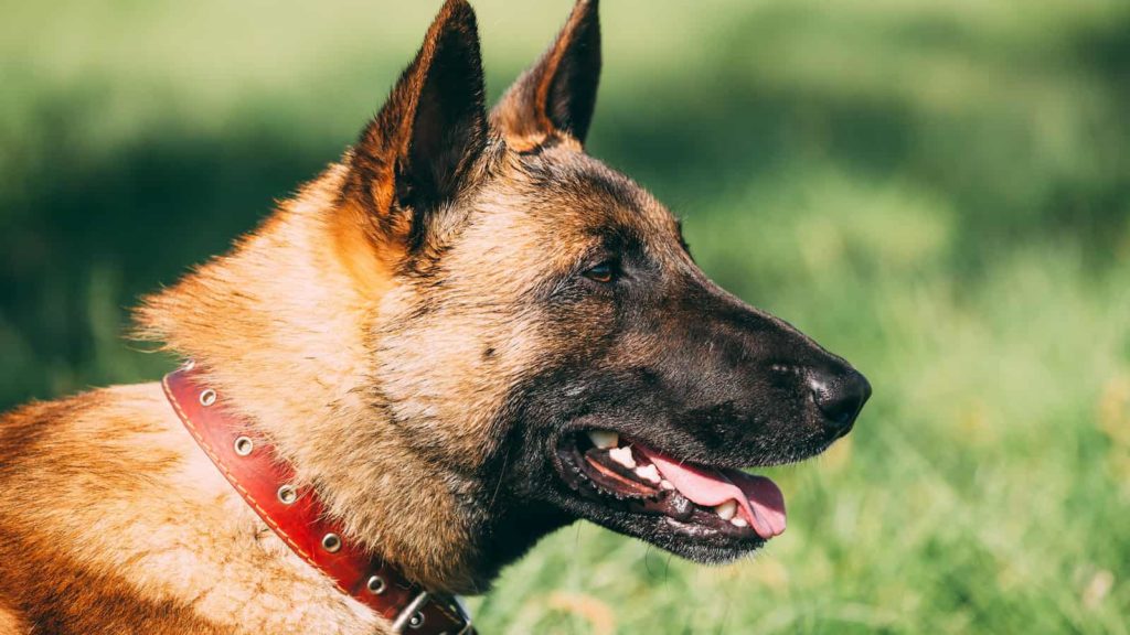 Side view of Belgian Malinois head with ears standing straight up.