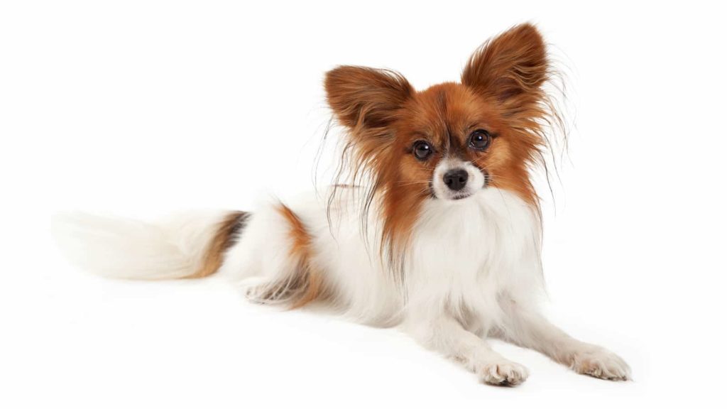 White and tan Papillon on whit background.
