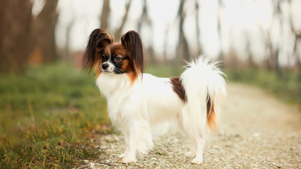 White and brown Papillon standing on dirt path looking into the distance