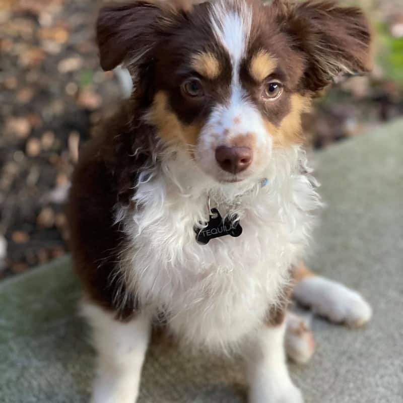 Australian Shepherd puppy with curly white chest hair.