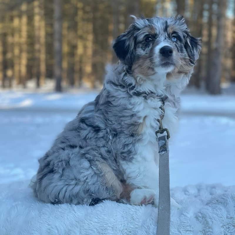 Curly haired Aussie puppy in the snow. 