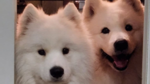 Two samoyed dogs looking closeup at the camera