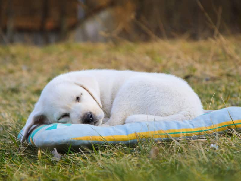 Labrador retriever puppy sleeping in a bed on the lawn