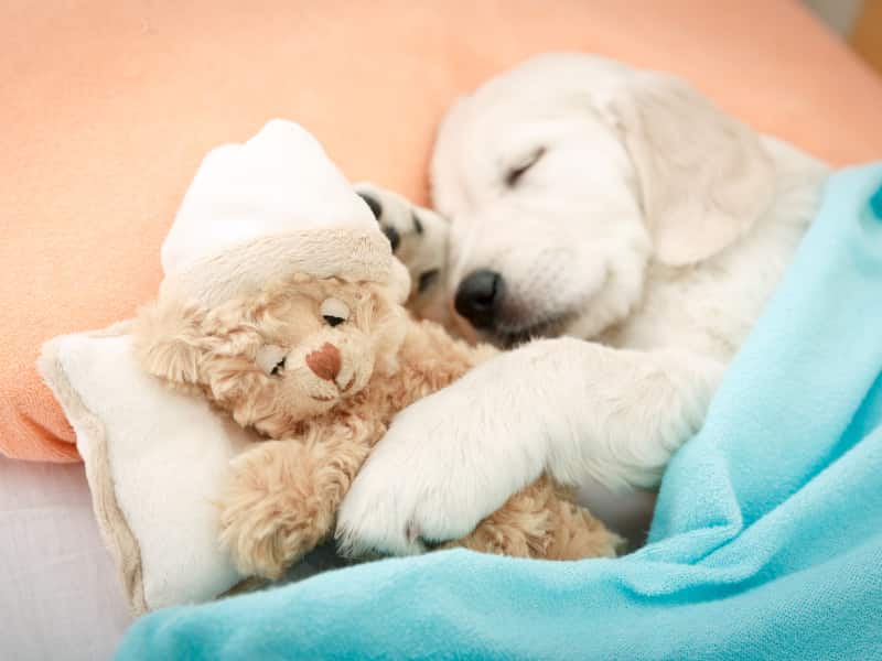 Labrador Retriever sleeping with a stuffed animal