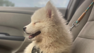 Samoyed side profile riding in car