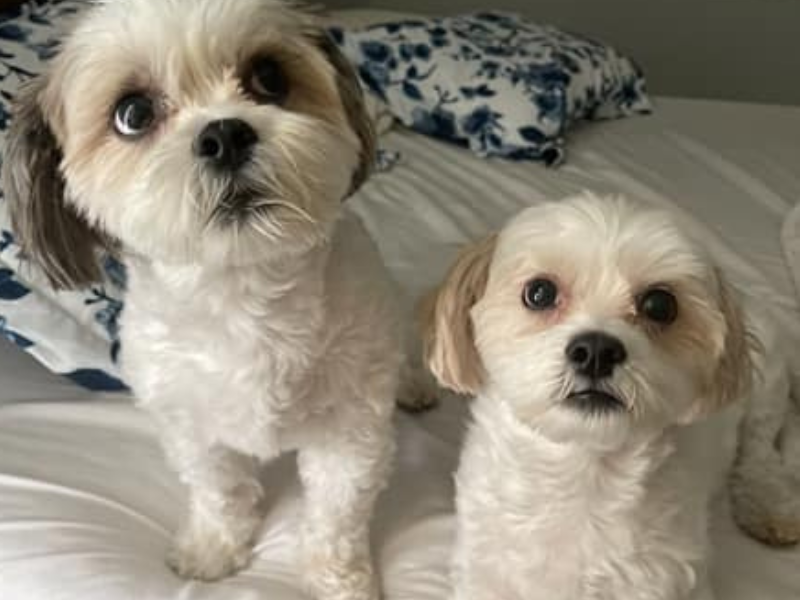 Shih Tzu Maltese Mix Lifespan (Leading Causes of Death) | Paws and Learn
