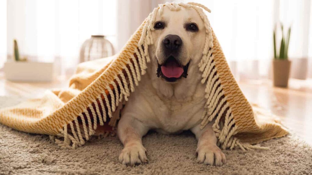 Labrador retriever sitting under a blanket
