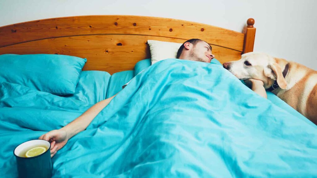 Labrador retriever at the bedside of an ill man