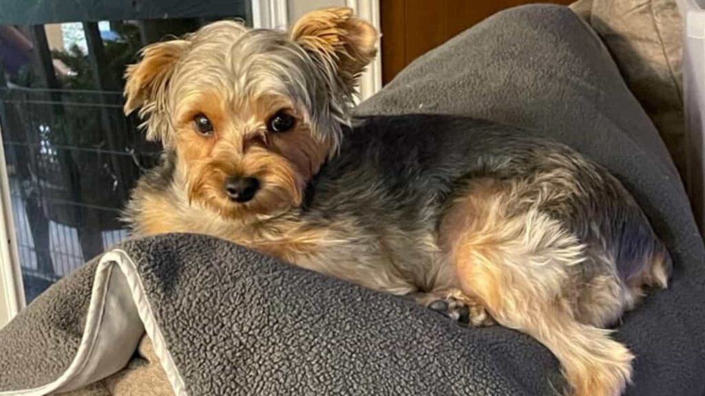 A large 14 pound yorkie sitting on the back of a couch