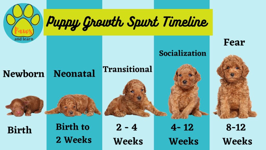 Puppy Growth Spurt Chart Birth to 12 weeks. 