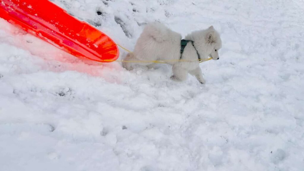 Samoyed puppy pulling a sled through the snow. 