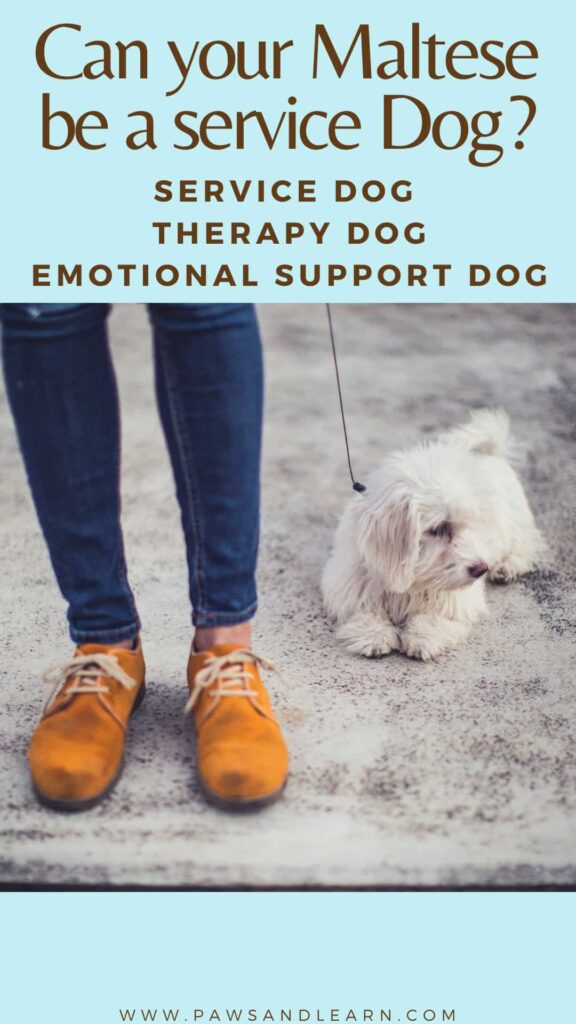 How your Maltese can be a service, therapy or emotional support dog.